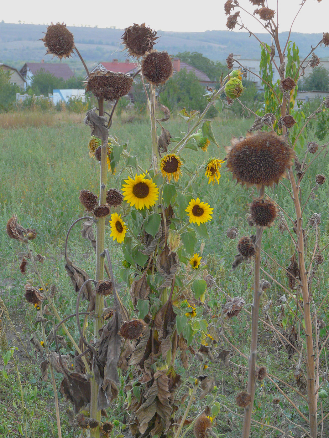 Image of Helianthus annuus specimen.