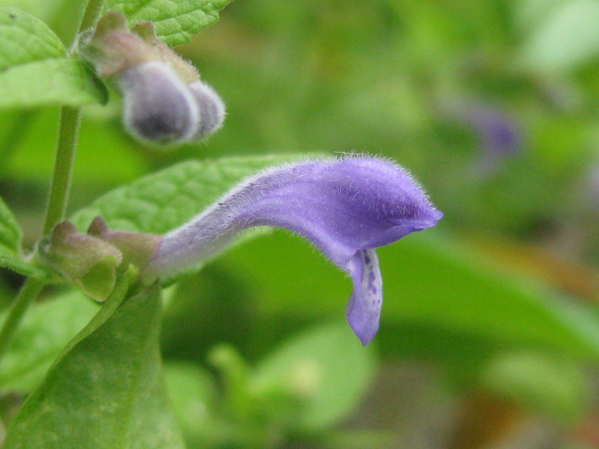 Image of Scutellaria galericulata specimen.