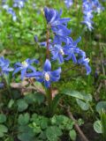 Chionodoxa sardensis