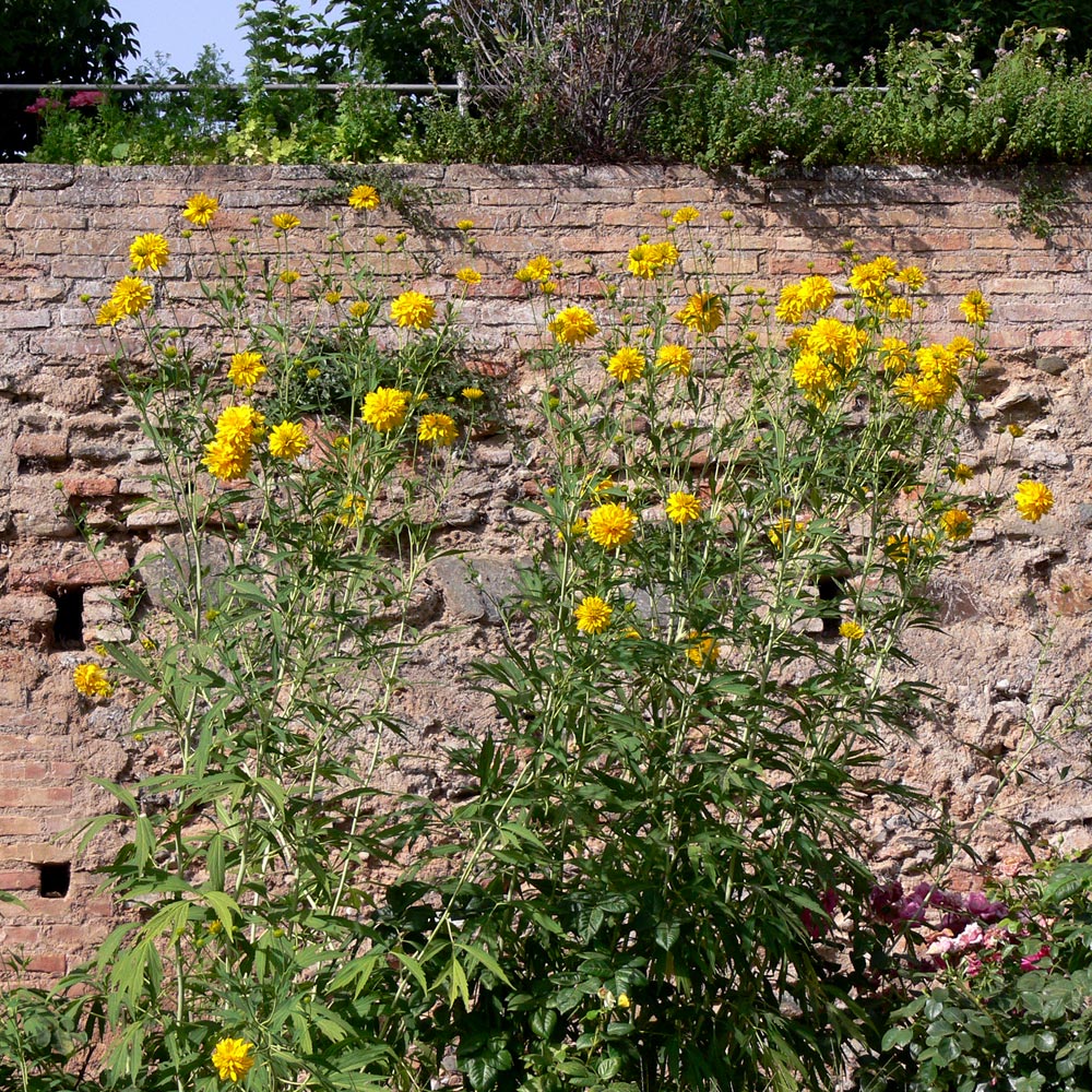 Изображение особи Rudbeckia laciniata var. hortensia.