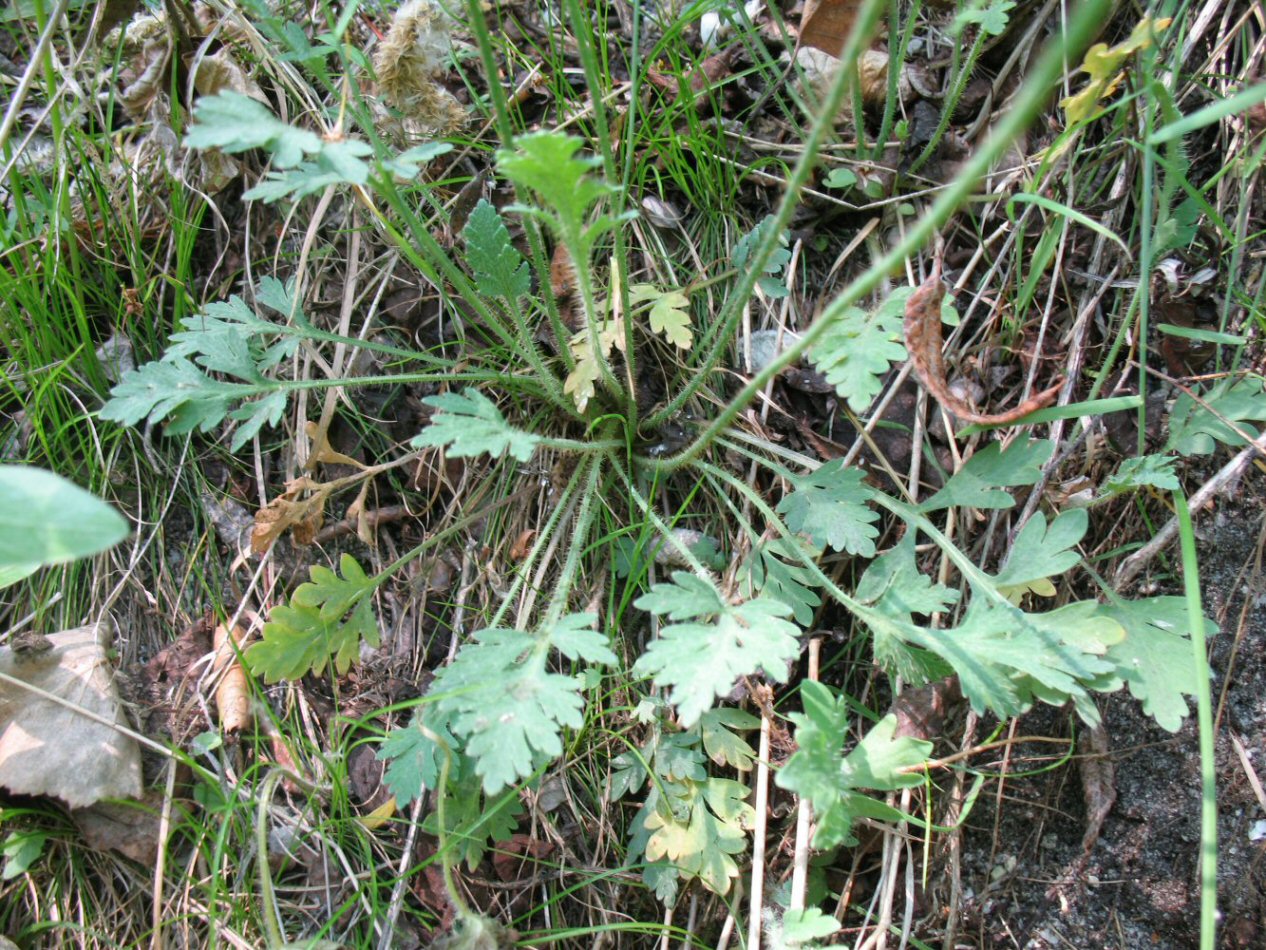 Image of Papaver turczaninovii specimen.