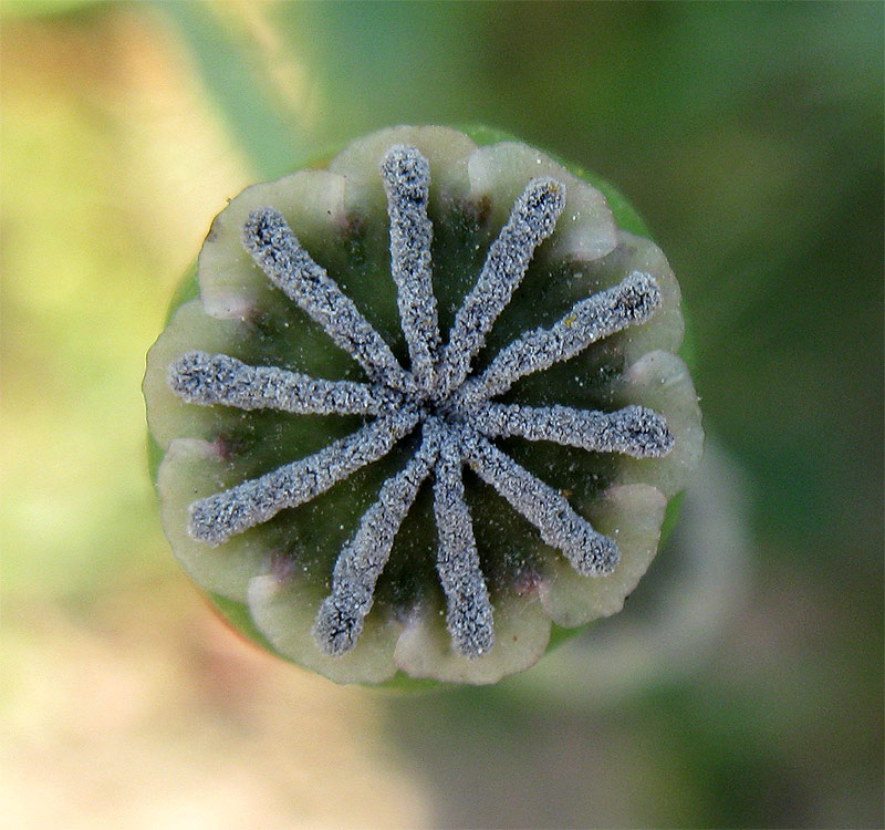 Изображение особи Papaver umbonatum.