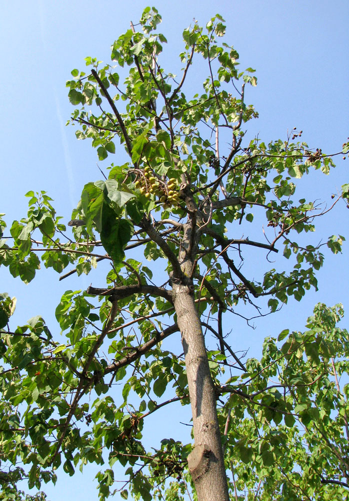 Image of Paulownia tomentosa specimen.