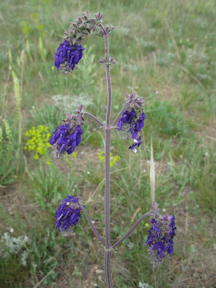 Image of Salvia nutans specimen.