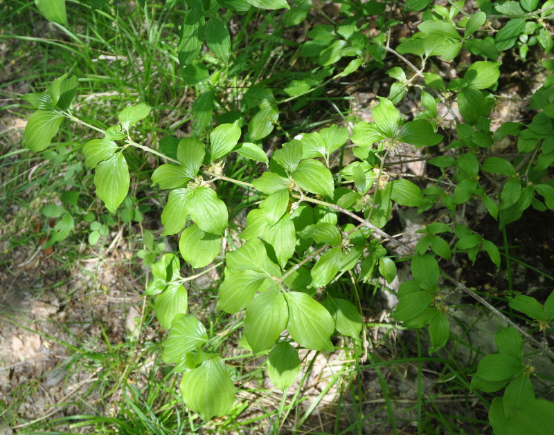 Image of Cornus mas specimen.