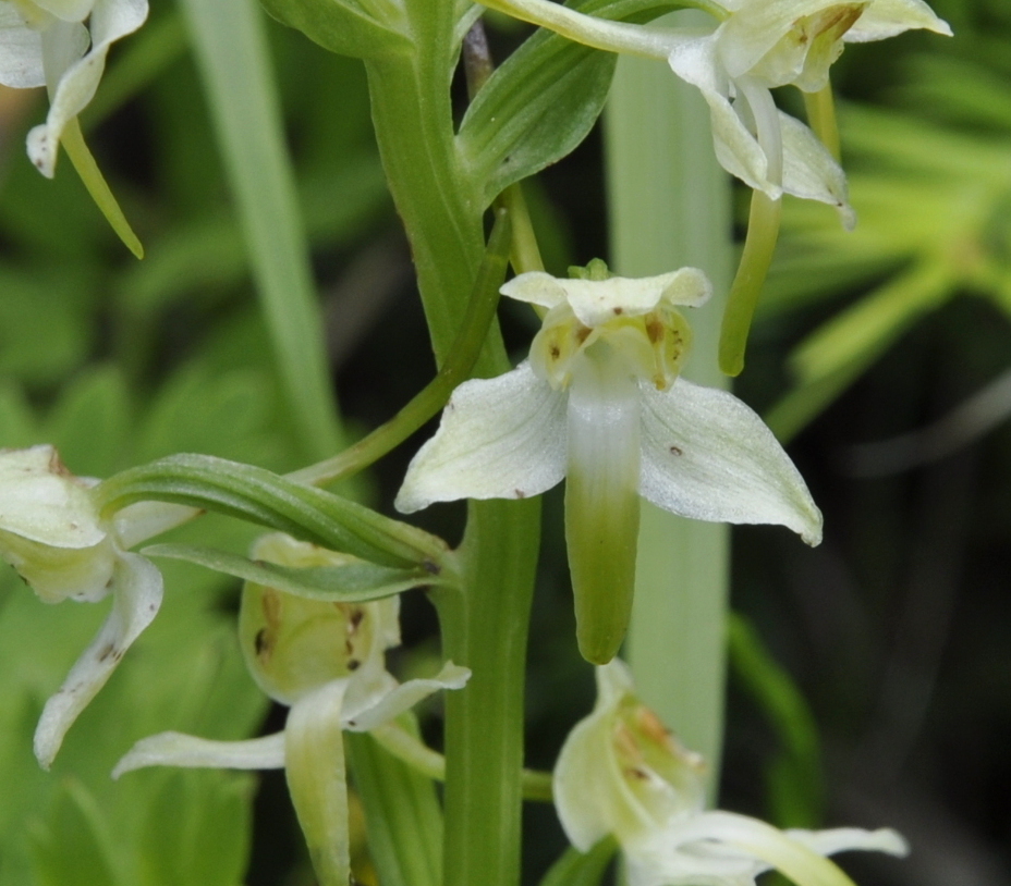 Изображение особи Platanthera chlorantha.