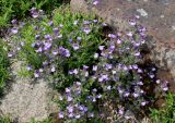 familia Scrophulariaceae. Цветущее растения. Германия, г. Krefeld, Ботанический сад. 08.06.2013.