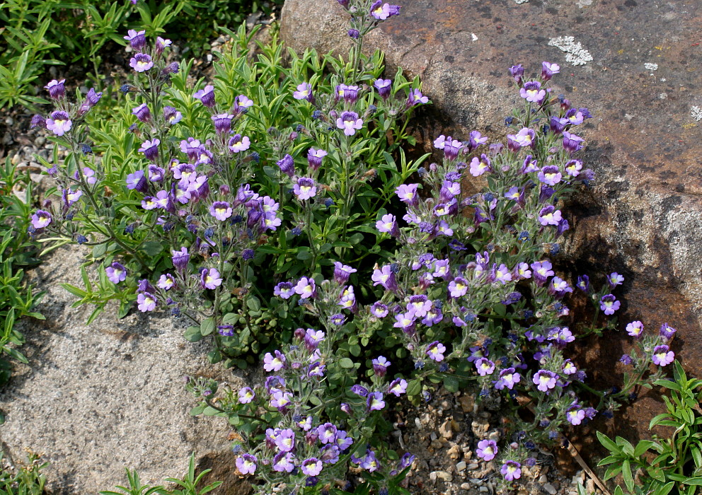 Изображение особи семейство Scrophulariaceae.