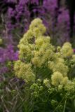 Thalictrum lucidum