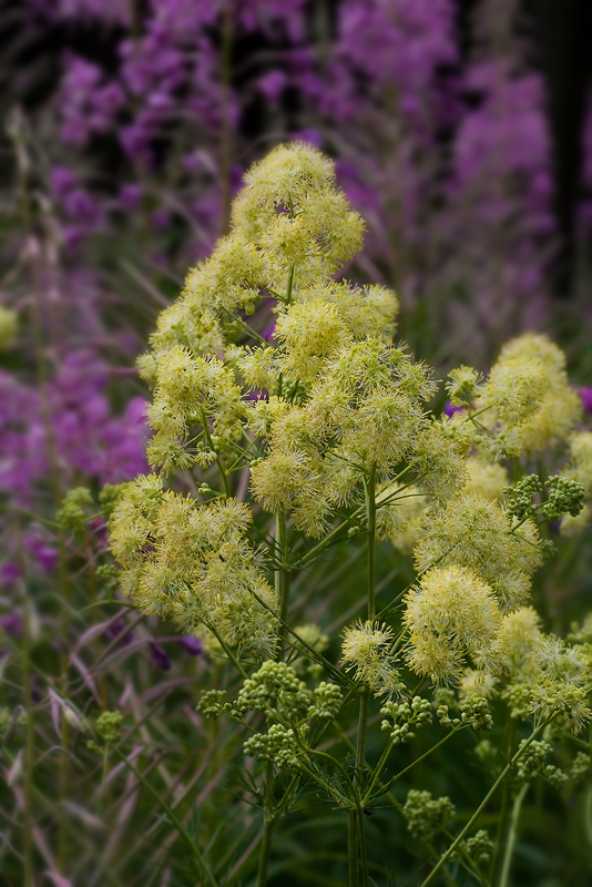 Изображение особи Thalictrum lucidum.