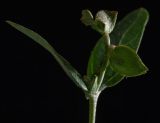 Atriplex sagittata