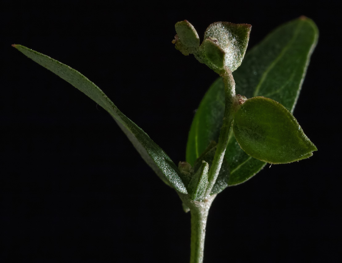 Изображение особи Atriplex sagittata.