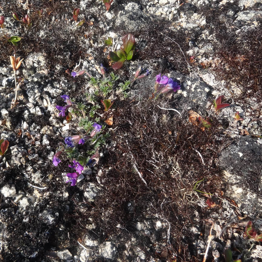 Image of Oxytropis czukotica specimen.