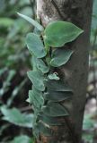 Rhaphidophora korthalsii. Верхушка побега молодого растения. Таиланд, национальный парк Си Пханг-нга. 20.06.2013.