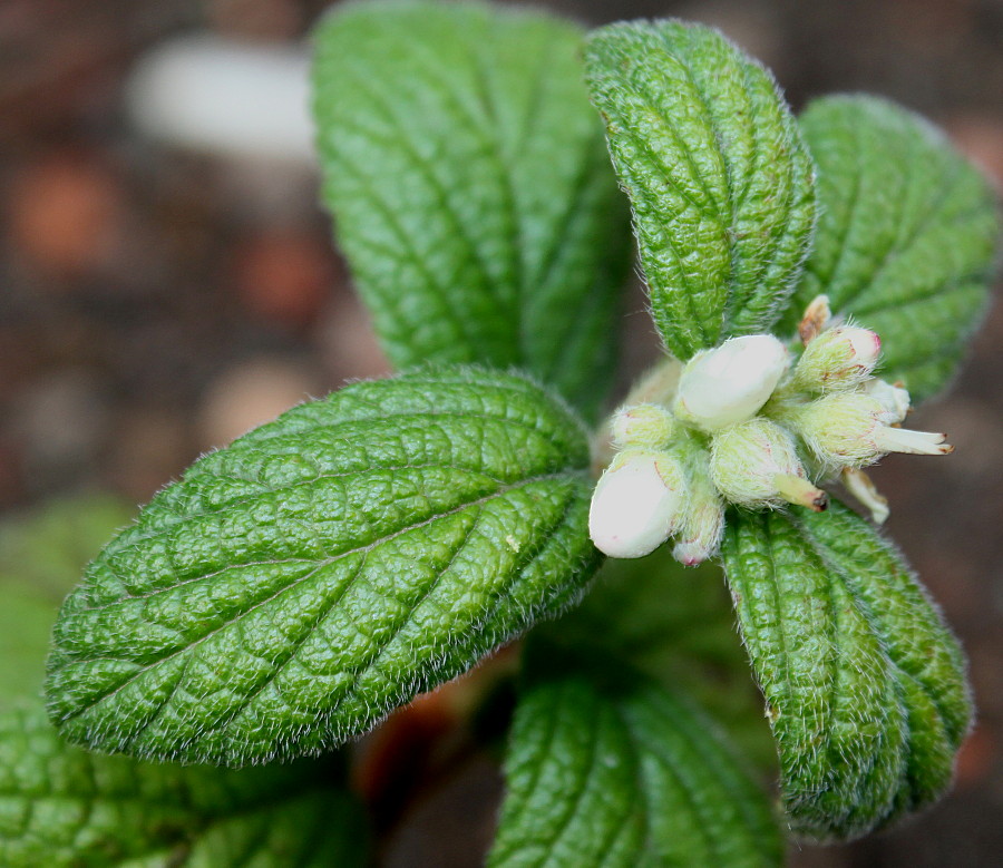 Image of Jamesia americana specimen.