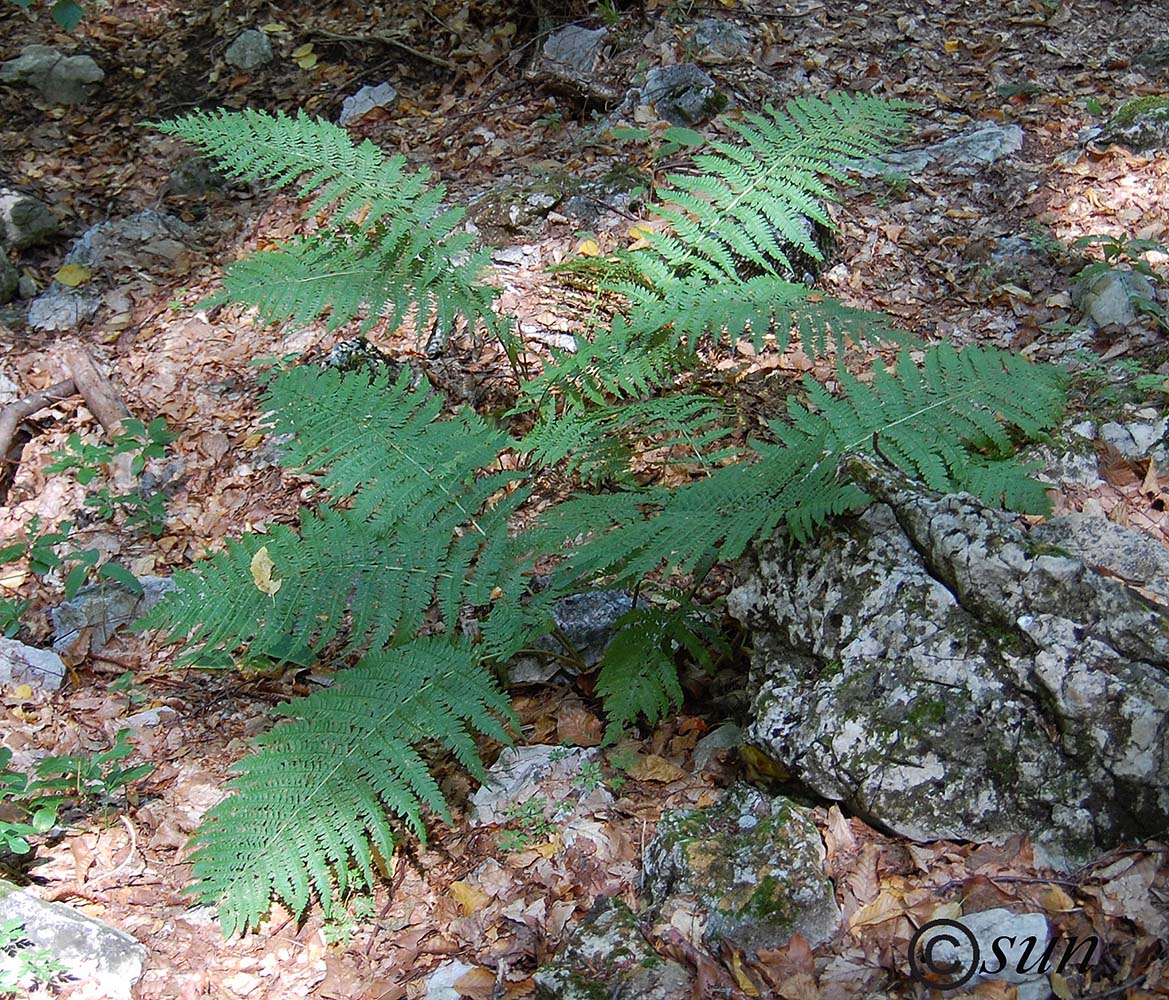 Image of Dryopteris filix-mas specimen.