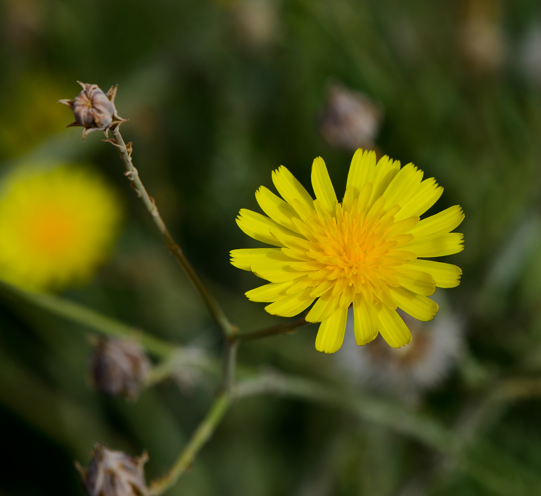 Image of Launaea nudicaulis specimen.