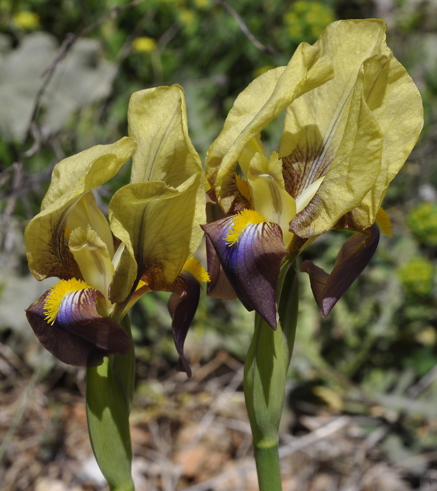 Image of Iris reichenbachii specimen.