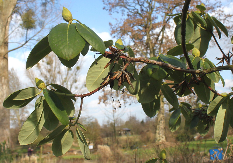 Image of Rhododendron campylocarpum specimen.