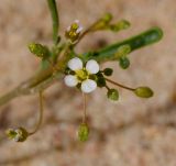 Savignya parviflora. Соцветие с бутонами, раскрывшимся цветком и завязавшимися плодами. Израиль, южная Арава, окр. киббуца Элифаз, песчаное ложе русла. 04.03.2014.