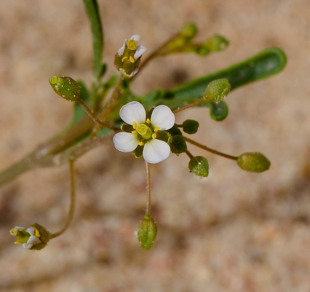 Image of Savignya parviflora specimen.