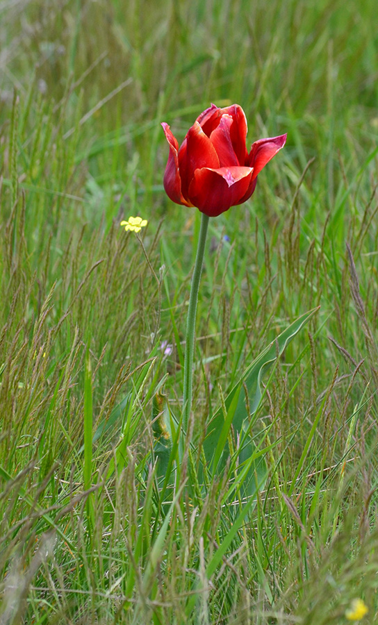 Image of Tulipa suaveolens specimen.