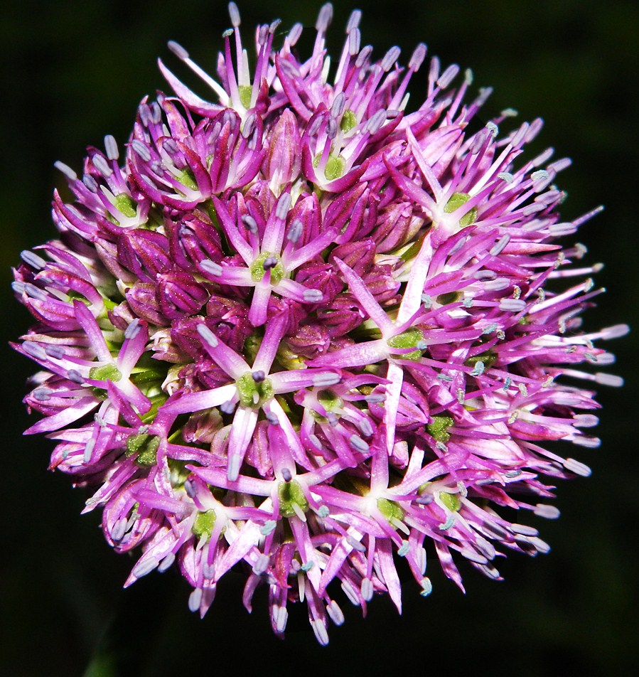 Image of genus Allium specimen.