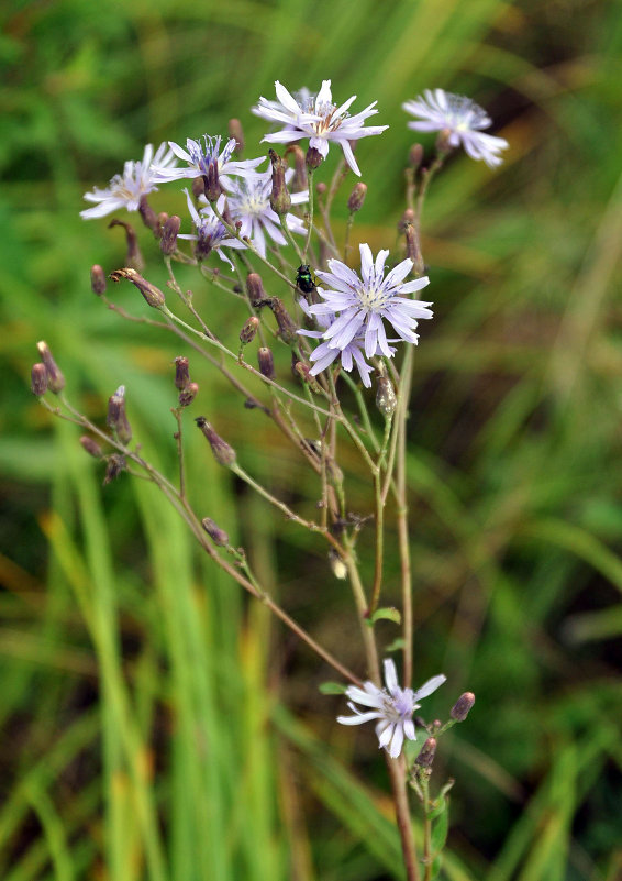 Изображение особи Lactuca sibirica.