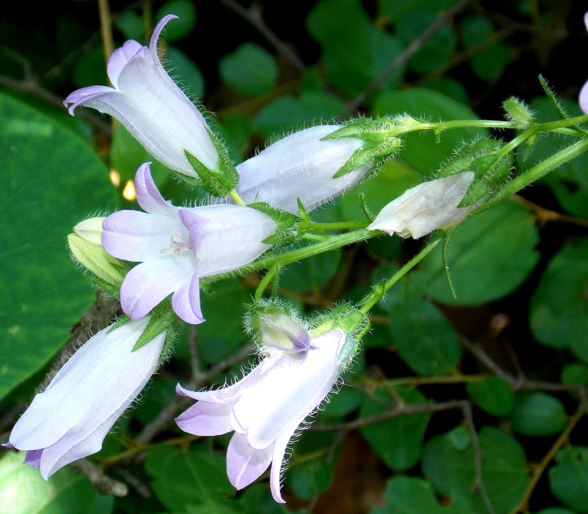 Image of Campanula praealta specimen.