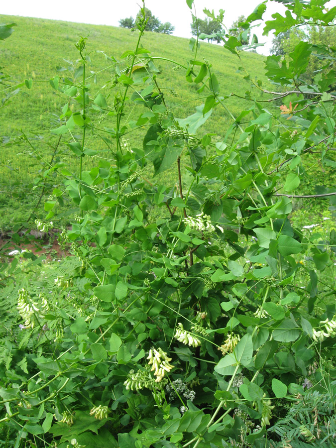 Изображение особи Vicia pisiformis.