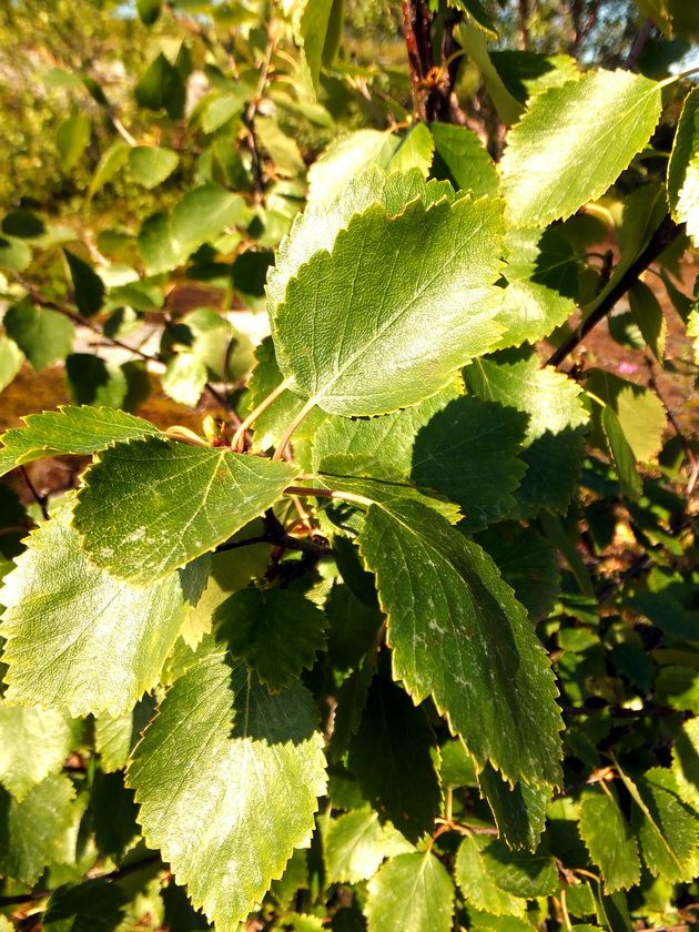 Image of genus Betula specimen.