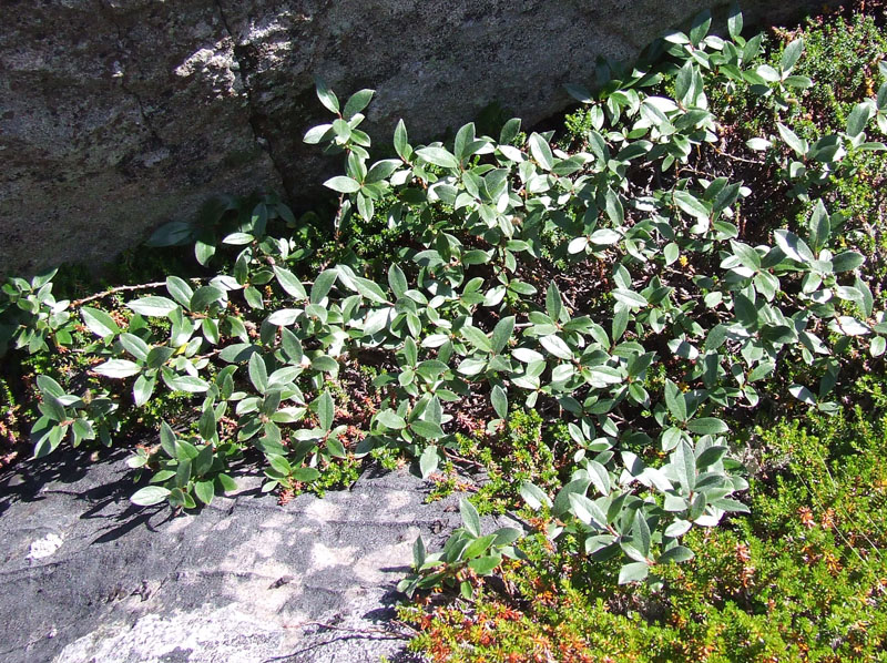 Image of Salix glauca specimen.