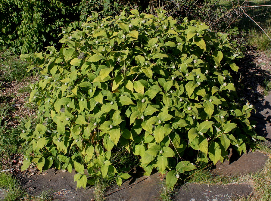 Изображение особи Hydrangea involucrata.