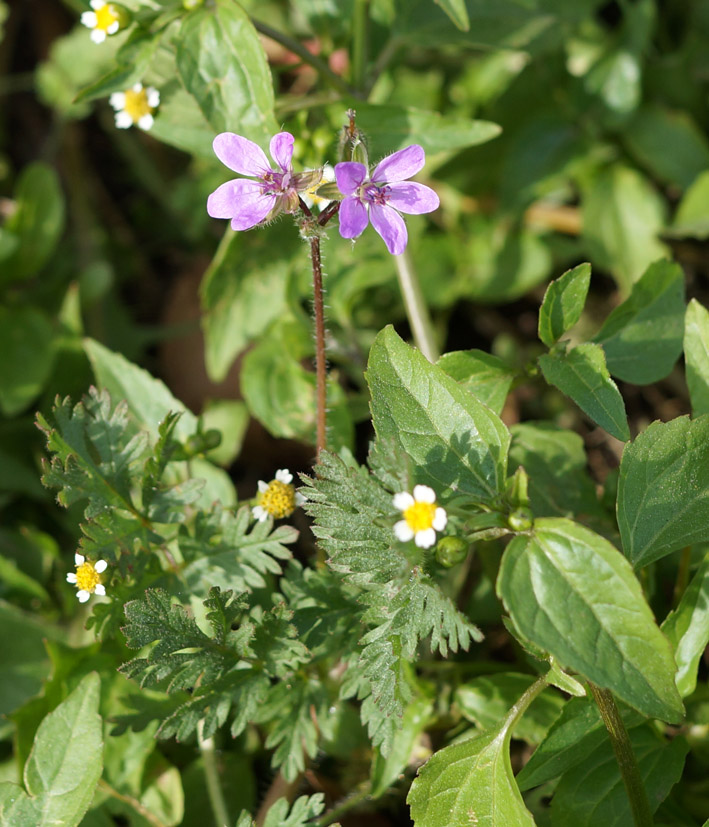 Изображение особи Erodium cicutarium.