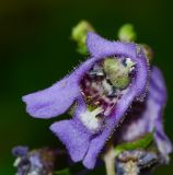 Angelonia angustifolia