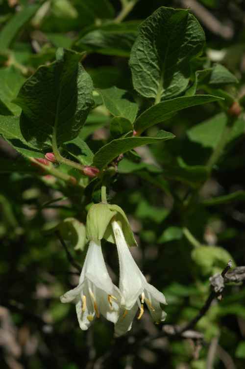 Изображение особи Lonicera hispida.