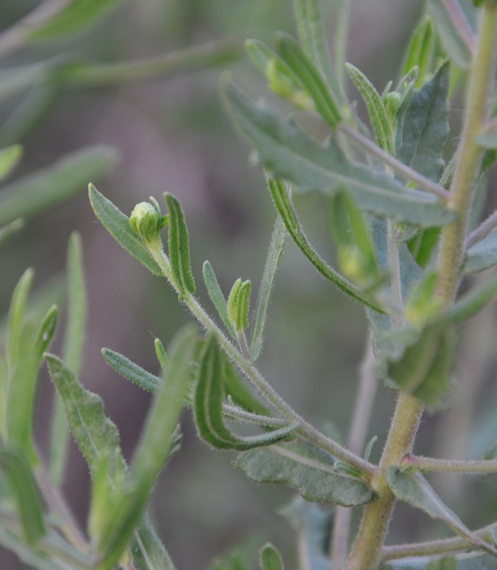 Image of Dittrichia viscosa specimen.