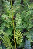 Artemisia tanacetifolia. Стеблевые листья. Хакасия, окр. г. Сорск. 13.08.2009.