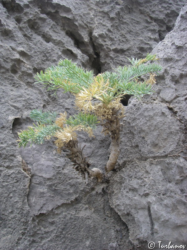 Image of Seseli gummiferum specimen.