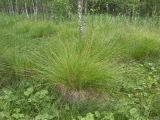 Carex appropinquata