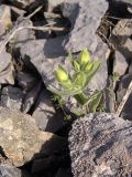 Cerastium inflatum. Зацветающее растение. Южный Казахстан, хр. Боролдайтау, ущ. Кенузен. 29.04.2007.