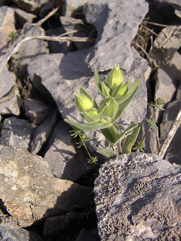 Image of Cerastium inflatum specimen.