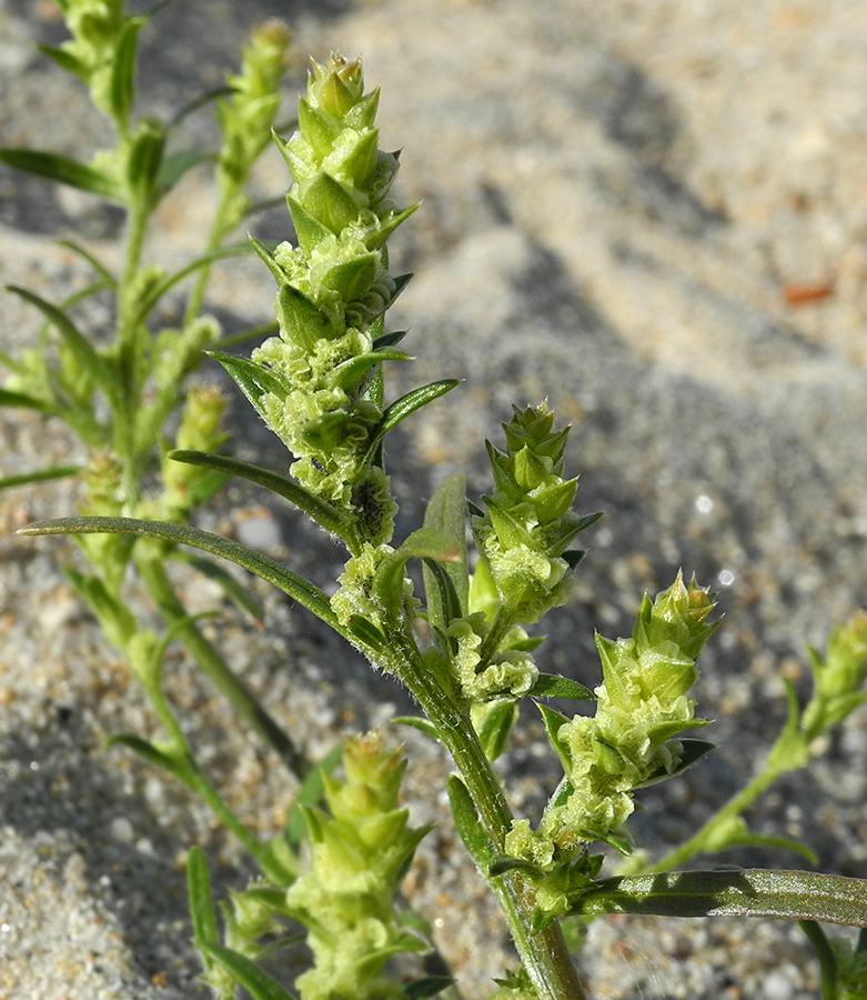 Image of Corispermum ulopterum specimen.