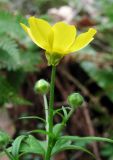 Ranunculus grandiflorus. Верхушка растения с цветком и бутонами. Краснодарский край, Сочи, окр. Адлера, широколиственный лес. 16.02.2015.