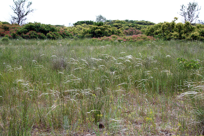 Image of Stipa anomala specimen.