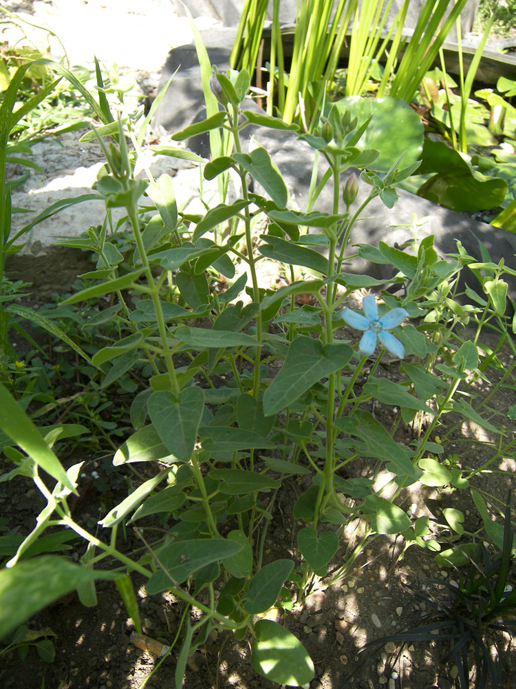 Image of Oxypetalum coeruleum specimen.