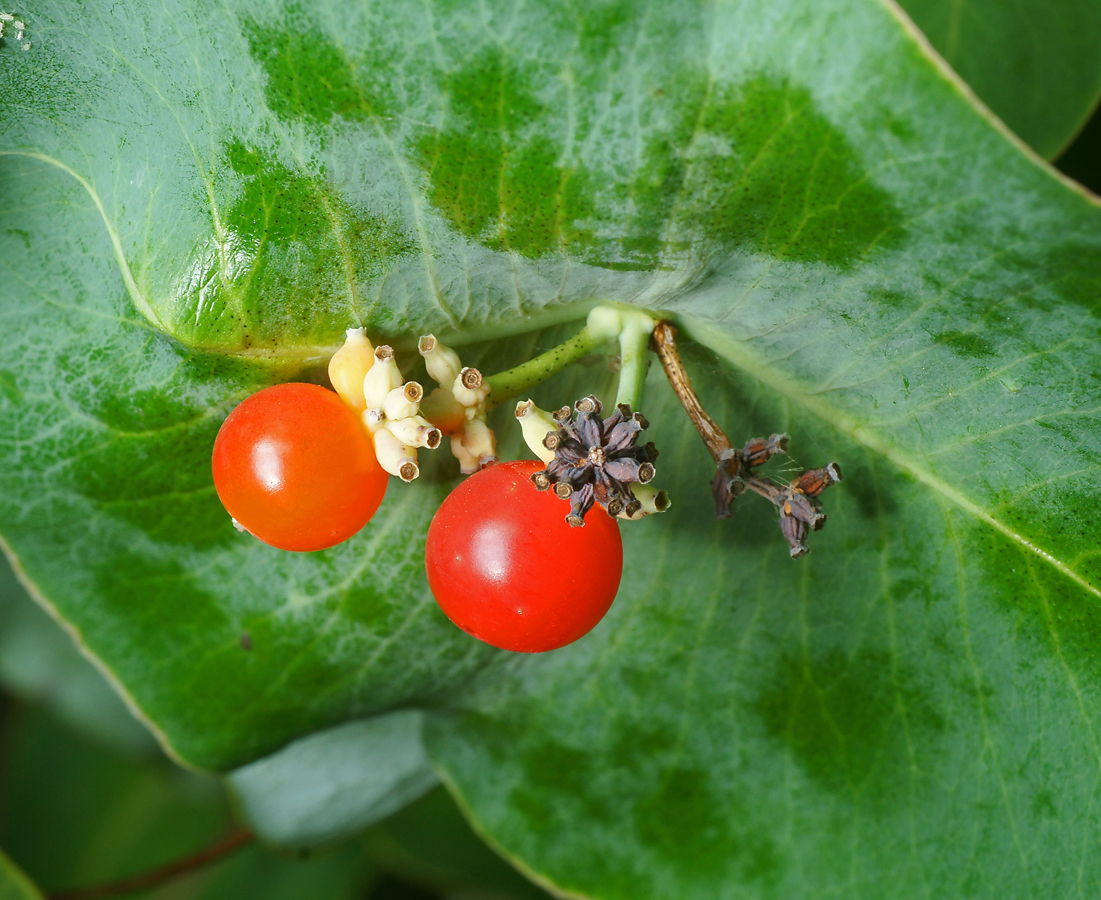 Изображение особи Lonicera dioica.