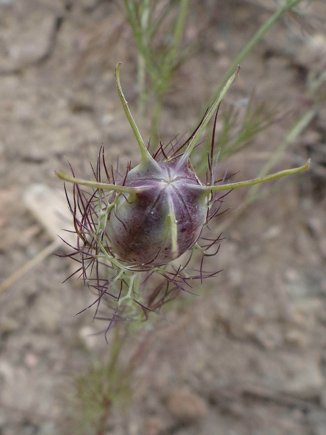 Изображение особи Nigella damascena.