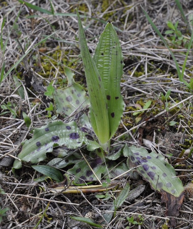 Image of Orchis italica specimen.