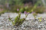 Calluna vulgaris